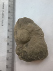 SRL164 Brachiopod Impressions