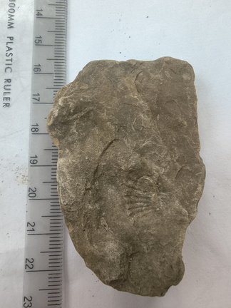 SRL164 Brachiopod Impressions