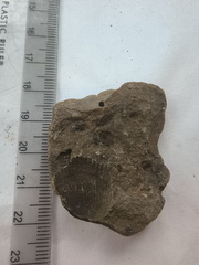 SRL167 Brachiopod Impression