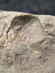 SRL182 Brachiopod Impression