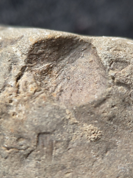 SRL182 Brachiopod Impression