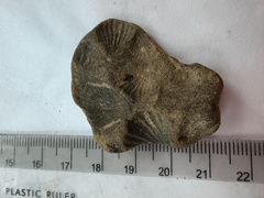 SRL185 Brachiopod Impressions