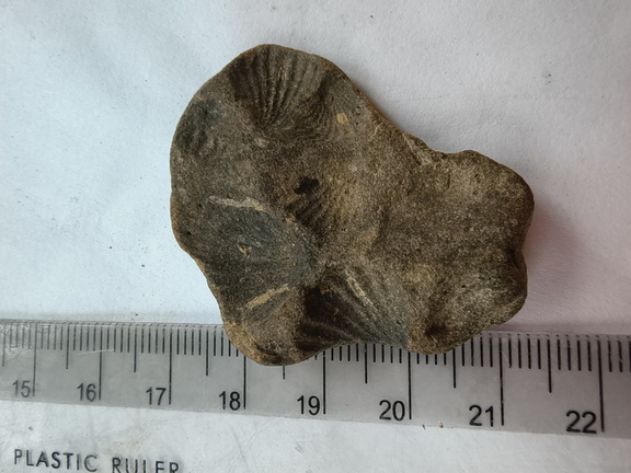 SRL185 Brachiopod Impressions