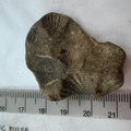 SRL185 Brachiopod Impressions