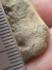 SRL186 Brachiopod Impressions