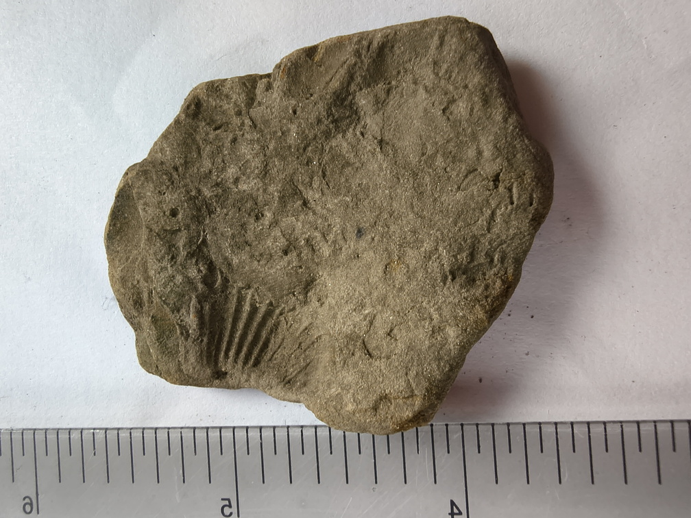 SRL188 Brachiopod Impression 