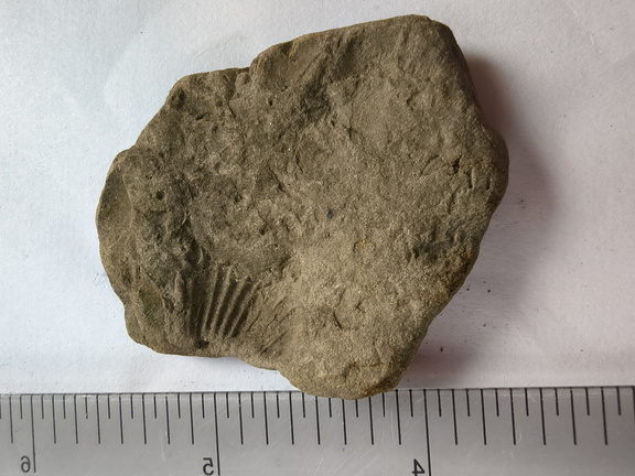 SRL188 Brachiopod Impression 