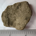 SRL188 Brachiopod Impression 