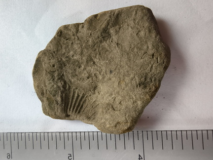 SRL188 Brachiopod Impression 
