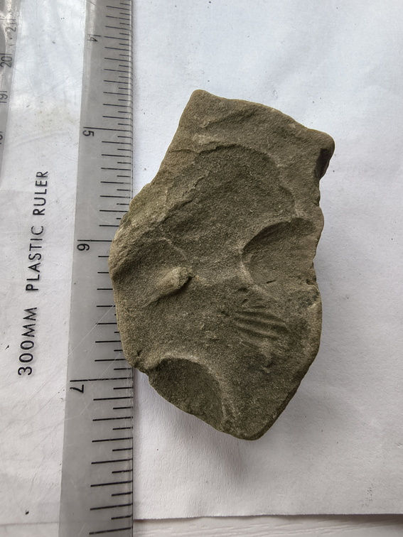SRL193 Brachiopod Impression 