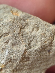 SRL198 Brachiopod Impression