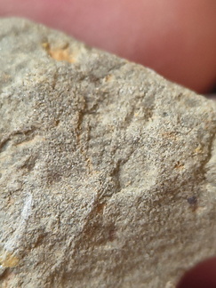 SRL198 Brachiopod Impression