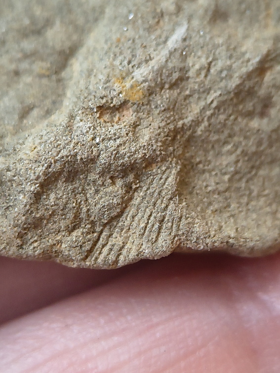 SRL198 Brachiopod Impression