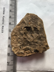 SRL199 Brachiopod Impression