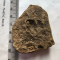 SRL199 Brachiopod Impression