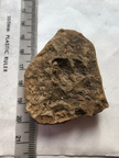 SRL199 Brachiopod Impression
