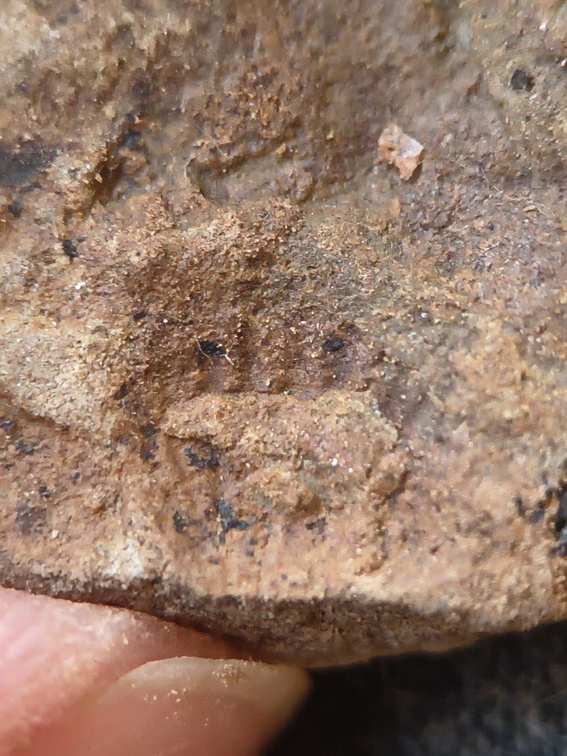 SRL199 Brachiopod Impression