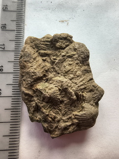 SRL200 Brachiopod Impressions