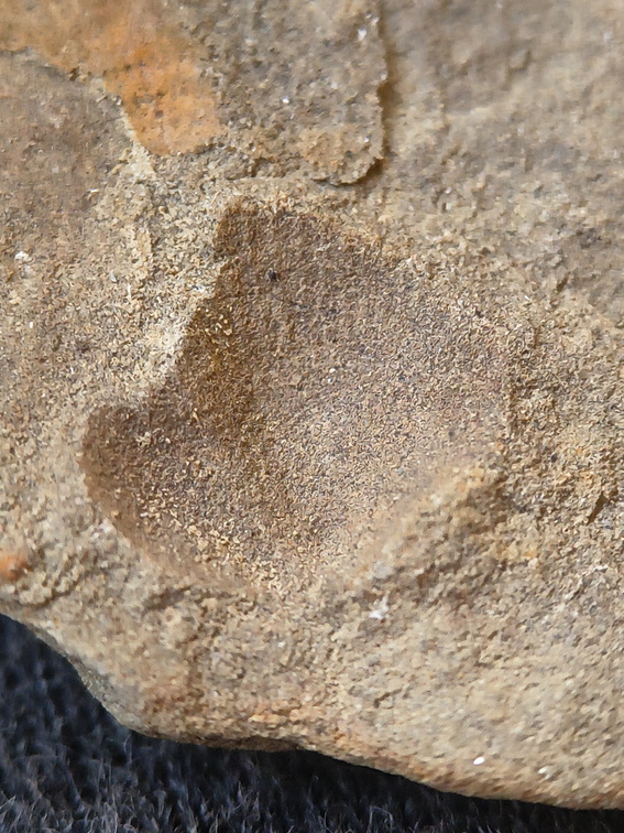 SRL201 Brachiopod Impression