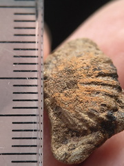 SRL203 Brachiopod