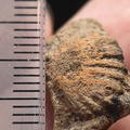 SRL203 Brachiopod