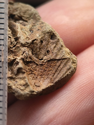 SRL204 Brachiopod Impression 