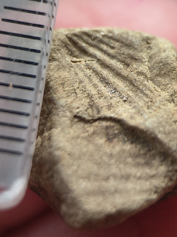 SRL206 Brachiopod Impression 