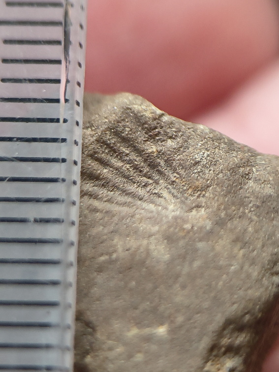 SRL207 Brachiopod Impression 