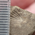 SRL207 Brachiopod Impression 