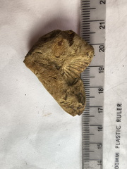 SRL208 Brachiopod Impressions