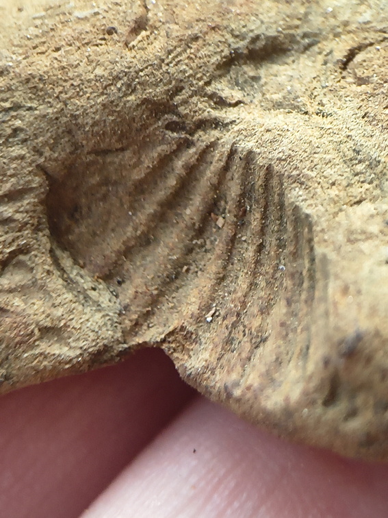 SRL208 Brachiopod Impressions