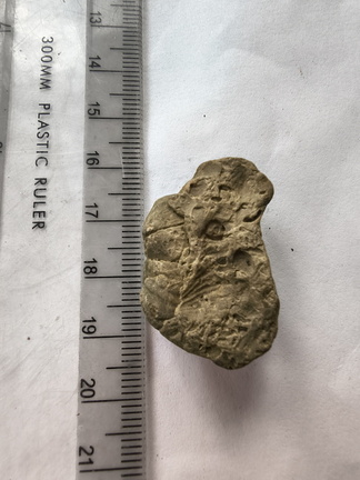 SRL209 Brachiopod Impressions