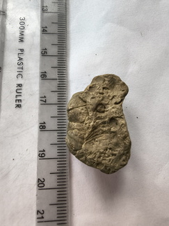 SRL209 Brachiopod Impressions