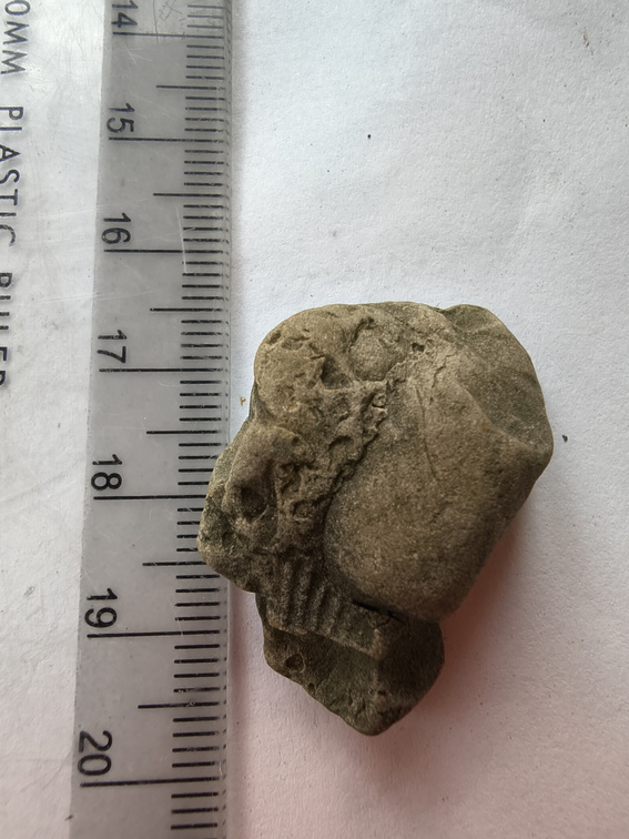 SRL209 Brachiopod Impressions