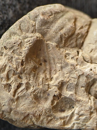 SRL209 Brachiopod Impressions