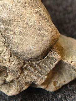 SRL209 Brachiopod Impressions