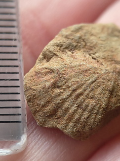 SRL210 Brachiopod Impression