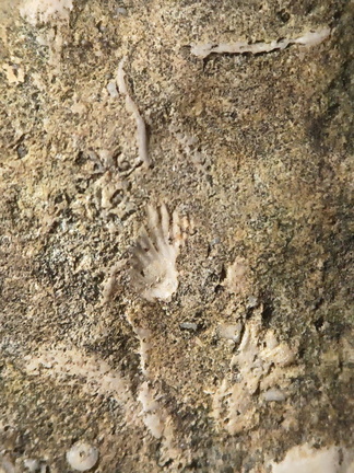 SRL26 Collection – Devonian Bioclastic Packstone (Bryozoan–Brachiopod-Crinoid Assemblage)