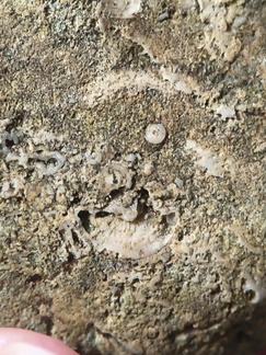 SRL26 Collection – Devonian Bioclastic Packstone (Bryozoan–Brachiopod-Crinoid Assemblage)