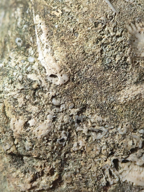 SRL26 Collection – Devonian Bioclastic Packstone (Bryozoan–Brachiopod-Crinoid Assemblage)