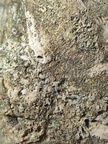 SRL26 Collection – Devonian Bioclastic Packstone (Bryozoan–Brachiopod-Crinoid Assemblage)