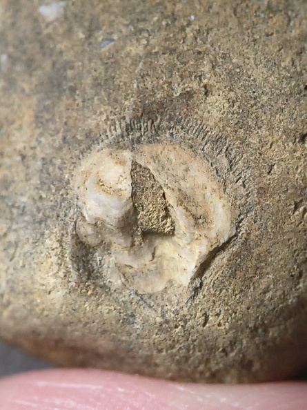 SRL26 Collection – Devonian Bioclastic Packstone (Bryozoan–Brachiopod-Crinoid Assemblage)