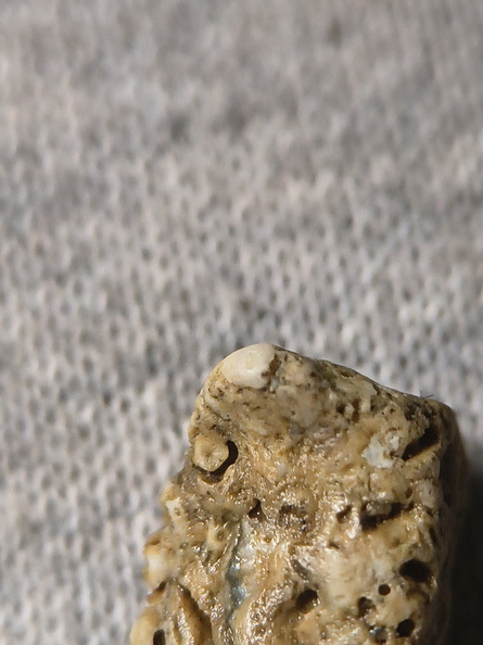 SRL27 Hash, Crinoid and possible brachiopod and bryozoan fragments