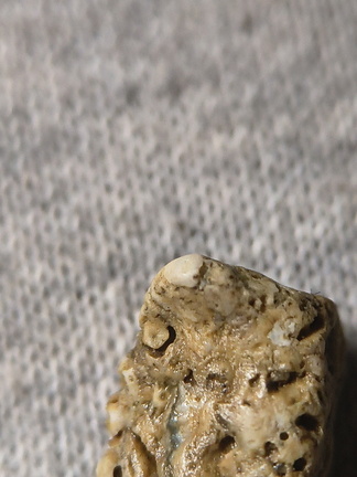 SRL27 Hash, Crinoid and possible brachiopod and bryozoan fragments