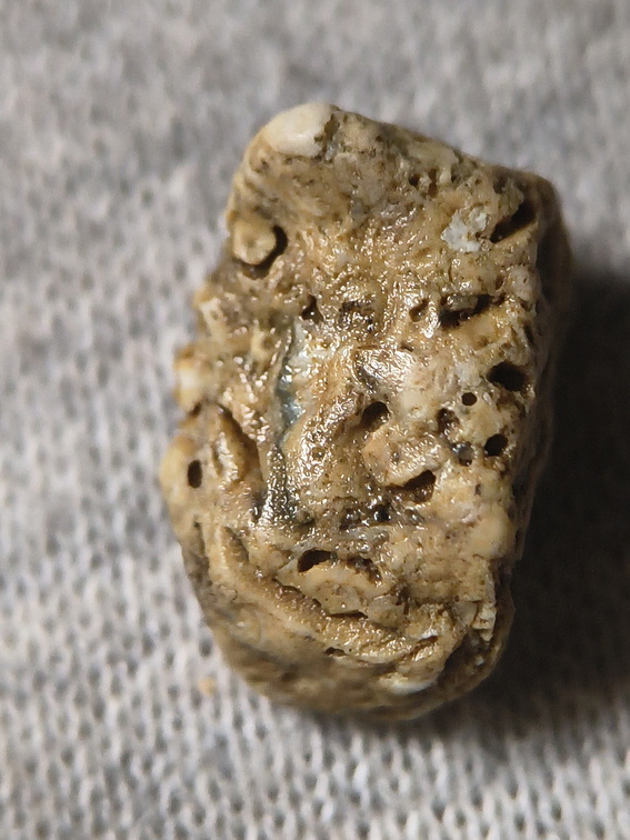 SRL27 Hash, Crinoid and possible brachiopod and bryozoan fragments