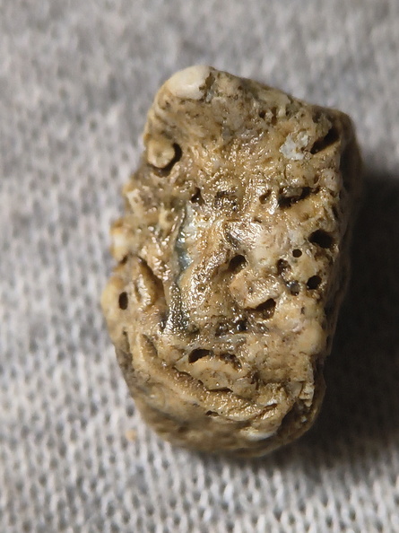 SRL27 Hash, Crinoid and possible brachiopod and bryozoan fragments