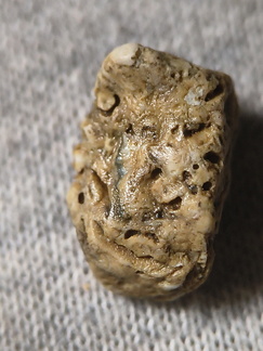 SRL27 Hash, Crinoid and possible brachiopod and bryozoan fragments