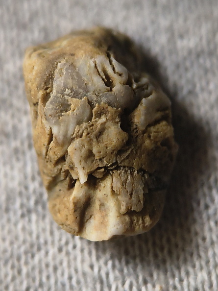 SRL27 Hash, Crinoid and possible brachiopod and bryozoan fragments