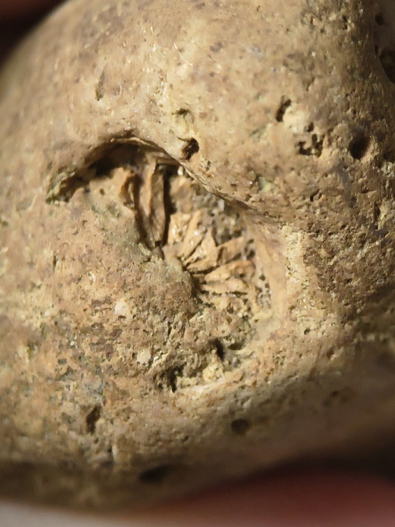 SRL30 – Rugose Coral