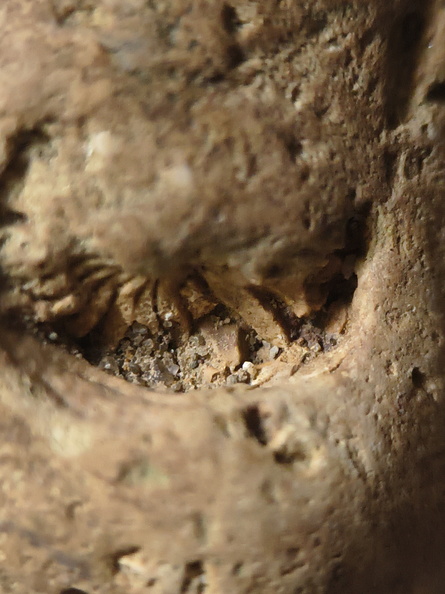 SRL30 – Rugose Coral